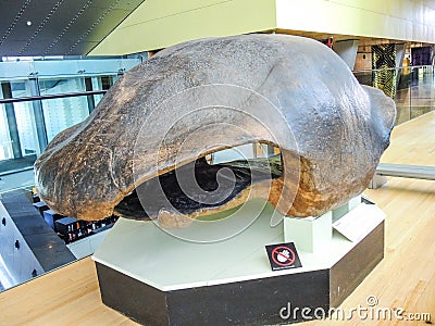 Giant ancient turtle shell show at exhibition center. Editorial Stock Photo